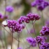 Trvalka železník argentínsky 1l  Verbena bonariensis