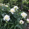 Trvalka Pivonka bielo-žltá 3l  Paeonia