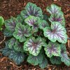 Trvalka Heuchera Green spice C1