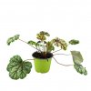 Trvalka Heuchera Green spice C1