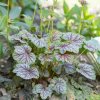 Trvalka Heuchera Green spice C1