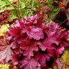 Trvalka Heuchera Berry smothie C1