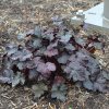 Trvalka Heuchera Obsidian C1
