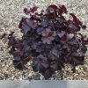 Trvalka Heuchera Black beauty C1