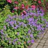Trvalka Pakost Magnificum fialová C1  Geranium