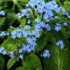 Trvalka Brunnera Jack frost C1  Brunnera