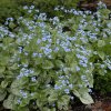 Trvalka Brunnera Jack frost C1  Brunnera