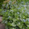 Trvalka Brunnera Jack frost C1  Brunnera