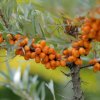 Rakytník rašetl. 'Friesdorfer Orange' samoopel. 2l  Hippophae rhamnoides 'Friesdorfer Orange'