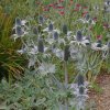 Trvalka Kotúč C1  Eryngium gigant