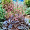 Trvalka Heuchera Regina k9  Heuchera