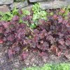 Trvalka Heuchera Palace purple k9  Heuchera