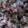 Trvalka Heuchera Palace purple k9  Heuchera