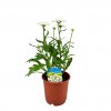 Margarétka C1/2l  Trvalka Leucanthemum