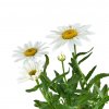 Margarétka C1/2l  Trvalka Leucanthemum