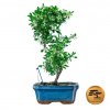 Bonsai Cezmi╠üna 1