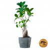 Bonsai Ficus Keram.miska 1