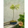 Bonsai ext. Breza Trost dwarf