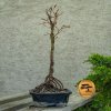 Bonsai Buk lesný