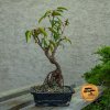 Bonsai Vavrínovej angustifolia