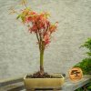 Bonsai Bonsaj javor dlanolisty Butterfly