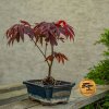 Bonsai javor dlanolisty atropurpureum