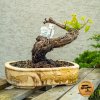 Bonsai vinič