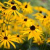 rudbeckia