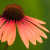echinacea orang