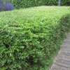 Ligustrum vulgare ‘Lodense’