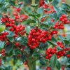 Ilex aquifolium (3)