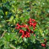 Ilex aquifolium (2)