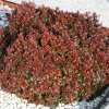 Berberis thunbergii Atropurpurea nana
