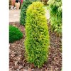 Juniperus communis ‘Gold Cone’