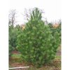 Pinus nigra ‘Austriaca’
