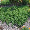 Juniperus horizontalis ‘Prostrata’
