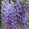 Wisteria brachybotrys Murasaki Capitan