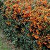 Pyracantha coccinea Orange Glow