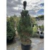 Borovica čierna Green rocket 125-150cm Exclusive  Pinus nigra Green rocket