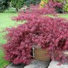 Acer garnet