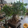 Fikus microcarpa Bonsaj  Ficus microcarpa