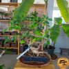 Figovník maloplodý Bonsaj, v okrasnom kvetináči | EXKLUZIVITA  Ficus microcarpa