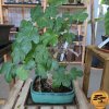Figovník obyčajný Bonsaj  Ficus carica