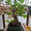 Figovník obyčajný Bonsaj  Ficus carica