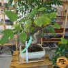 Figovník obyčajný Bonsaj  Ficus carica
