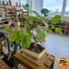 Figovník obyčajný Bonsaj  Ficus carica