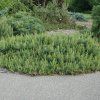 pinus (17)