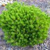 pinus (14)