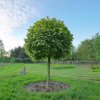 Platanus acerifolia Alphen´s Globe
