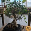 Fikus microcarpa Bonsaj  Ficus microcarpa